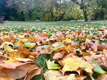 Close-up of autumn leaves on field