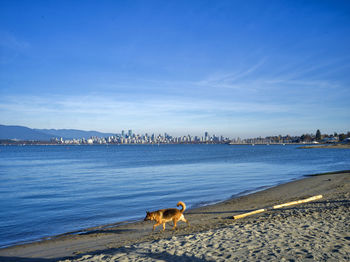 View of dog on beach against the sky