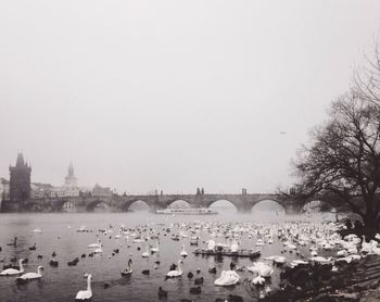 Birds by river against clear sky