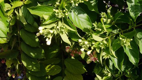 Close-up of green leaves on plant