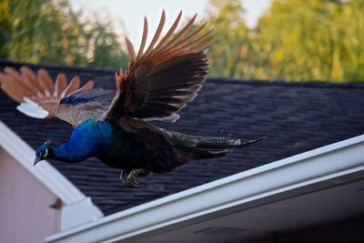 Close-up of peacock flying