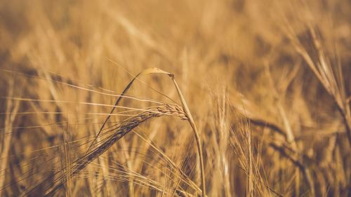 Close-up of wheat growing on field