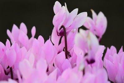 Wild pink flowers called cyclamen in cyprus