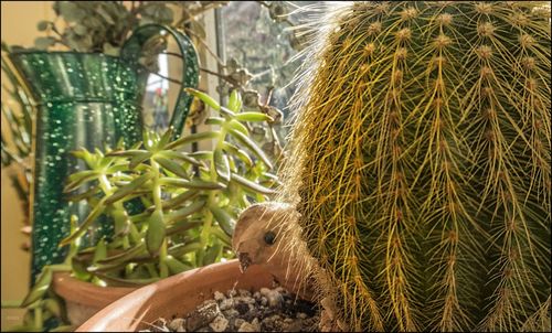 Close-up of lizard on plant