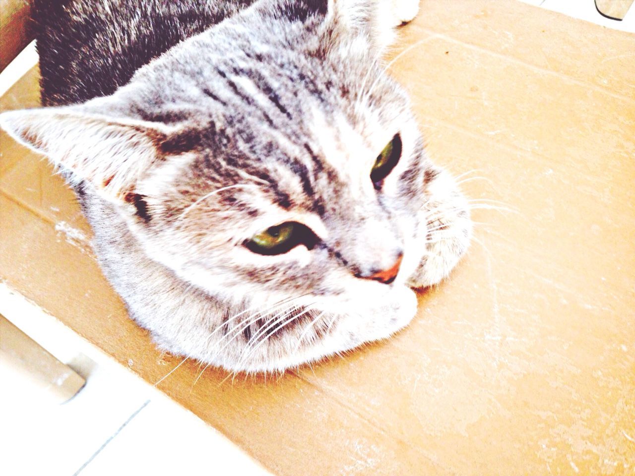 domestic cat, cat, pets, domestic animals, indoors, feline, animal themes, one animal, mammal, whisker, relaxation, high angle view, looking at camera, portrait, close-up, home interior, animal head, lying down, resting, flooring