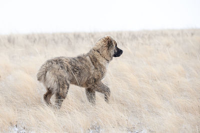 Side view of a dog on field