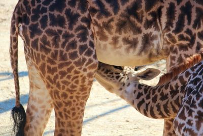 Giraffe in zoo