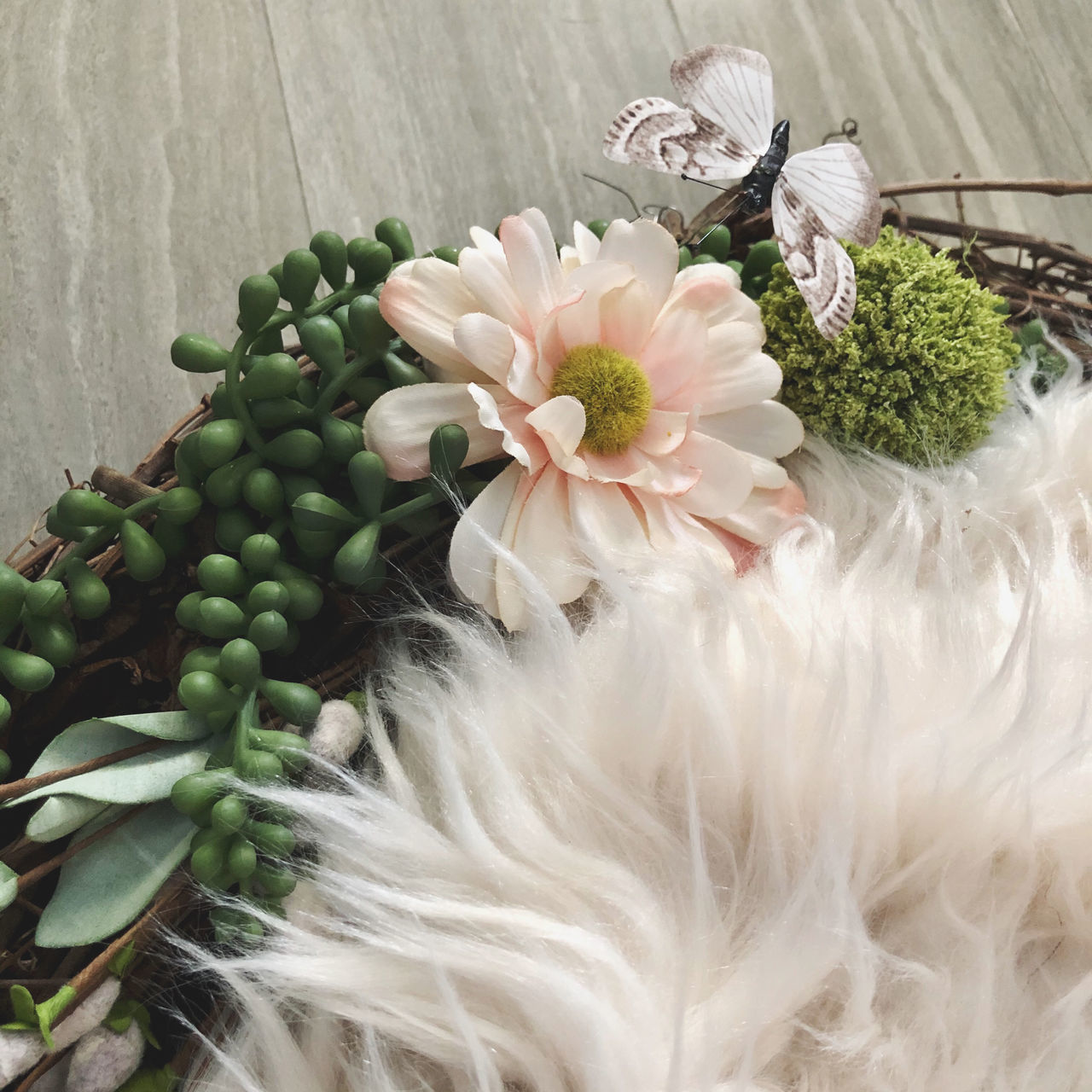 plant, flower, flowering plant, close-up, freshness, white color, no people, indoors, fragility, beauty in nature, green color, vulnerability, table, high angle view, nature, still life, directly above, growth, softness, wood - material, flower head