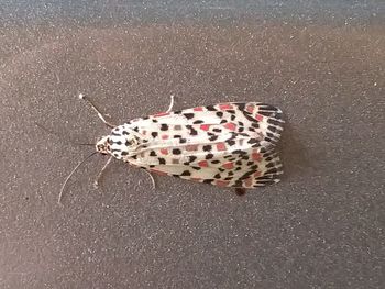 High angle view of butterfly on street