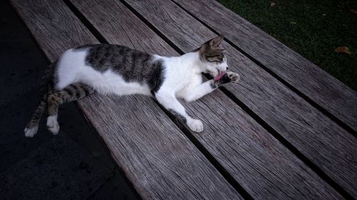 High angle view of cat lying down on wood