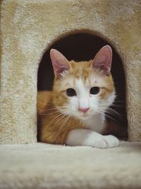 Close-up portrait of cat sitting