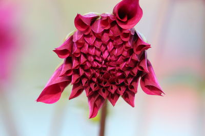 Close-up of pink rose flower