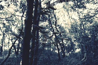 Low angle view of trees against sky