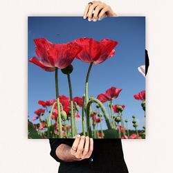 Close-up of hand holding red flowers