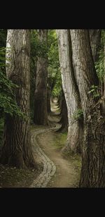 Road amidst trees in forest