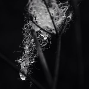 Close-up of plant against blurred background