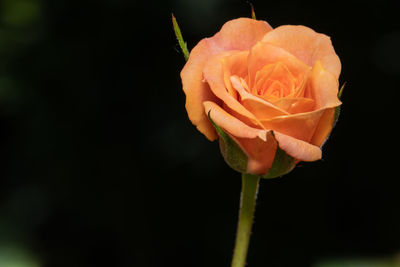 Close-up of rose in bloom