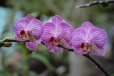 Close-up of purple flowering plant