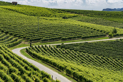 Scenic view of agricultural field