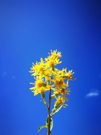 Low angle view of yellow flowers blooming in park