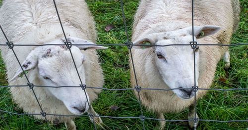 High angle view of two sheep on grassy field seen through fence