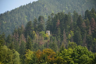 Scenic view of forest