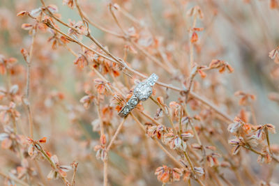 Close-up of insect on plant