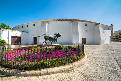 View of purple flowering plants against building