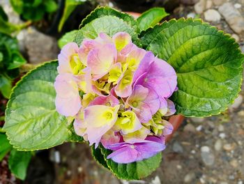 Close-up of flower blooming outdoors