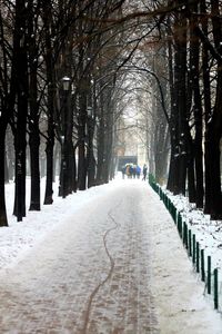 Snow covered footpath amidst trees