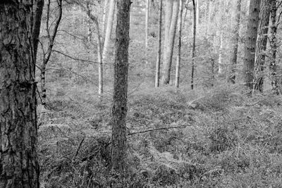 Trees on field in forest