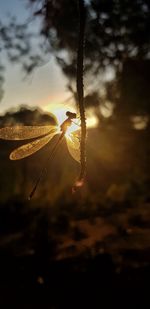 Close-up of a bird against sunset sky