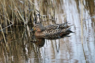 Clos up of manderin female duck swimming near reeds.