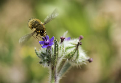 Close-up of bee pollinating on purple flower