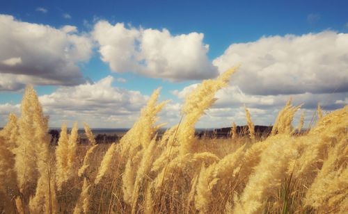 Panoramic view of plants on field against sky