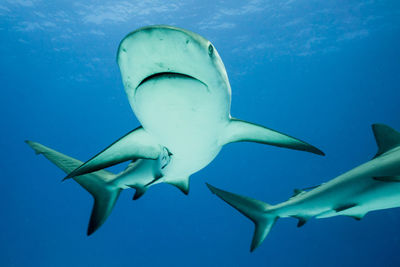 Close-up of fish swimming in sea