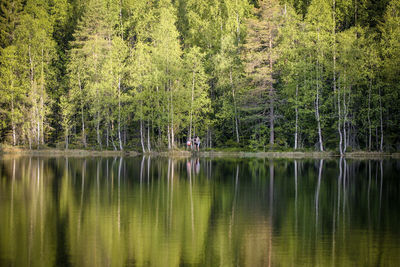 Reflection of trees in lake