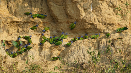Parrots on rock