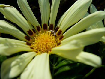 Close-up of yellow flower