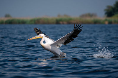 Bird flying over sea