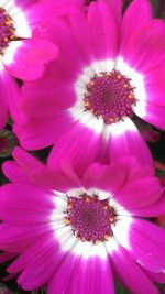 Close-up of pink flower