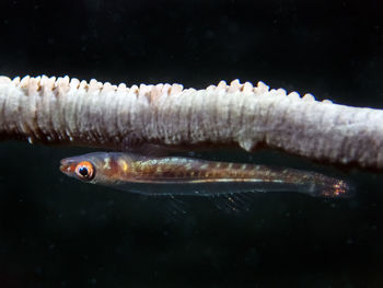 Close-up of fish swimming in sea