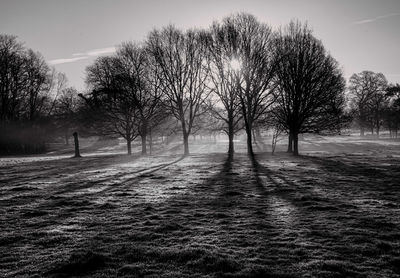 Sunlight streaming through bare trees on field