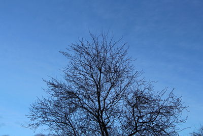 Low angle view of bare tree against clear blue sky