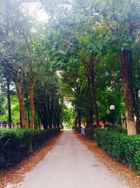 Empty road with trees in background