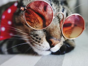 Close-up of cat wearing sunglasses while lying on bed