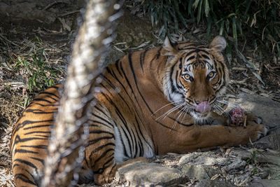 View of cat lying on land