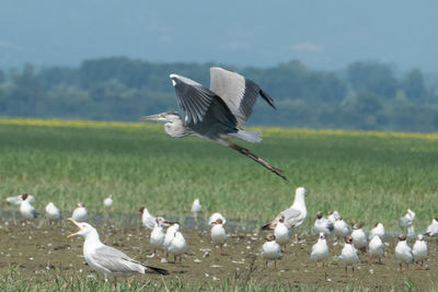 Flock of seagulls on field