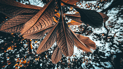 Low angle view of dry leaves on tree