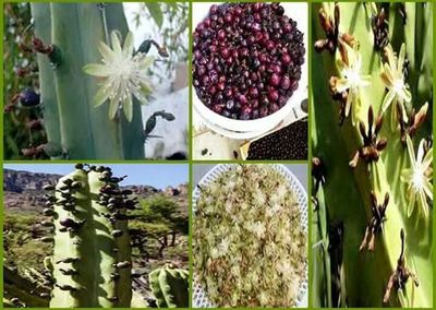 Close-up of green leaves